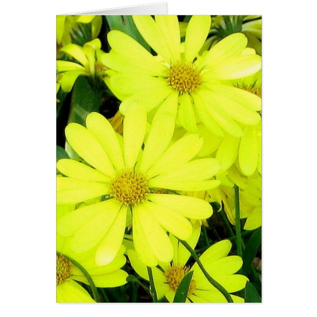 Cartão Visitas Amarelas (Frente)