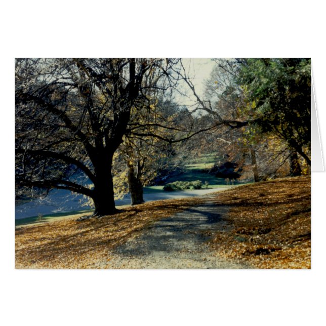 Cartão Vista através do bosque da faia (Frente Horizontal)