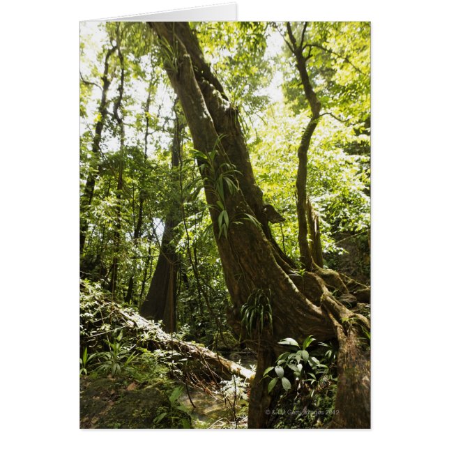 Cartão vista da floresta tropical, Dominica (Frente)