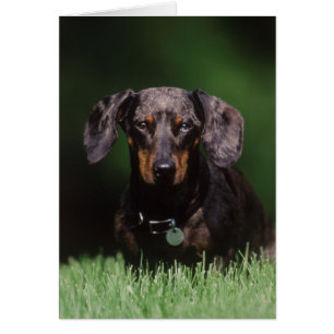 Cartão Vista de Dachshund de cor malhada