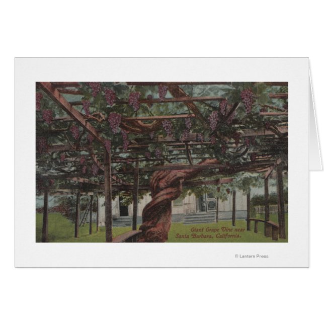 Cartão Vista de uma Vinha de Uva Gigante (Frente Horizontal)