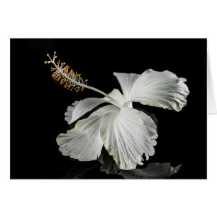 Cartão Vista do Lado do Flor do Hibiscus Branco