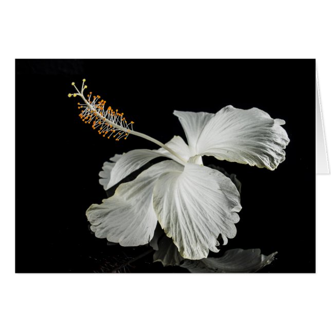 Cartão Vista do Lado do Flor do Hibiscus Branco (Frente Horizontal)