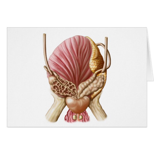 Cartão Vista Posterior Da Bexiga Urinária (Frente Horizontal)