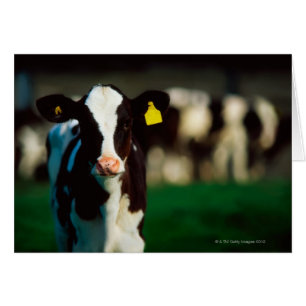 Cartão Vitela do Holstein-Frisão