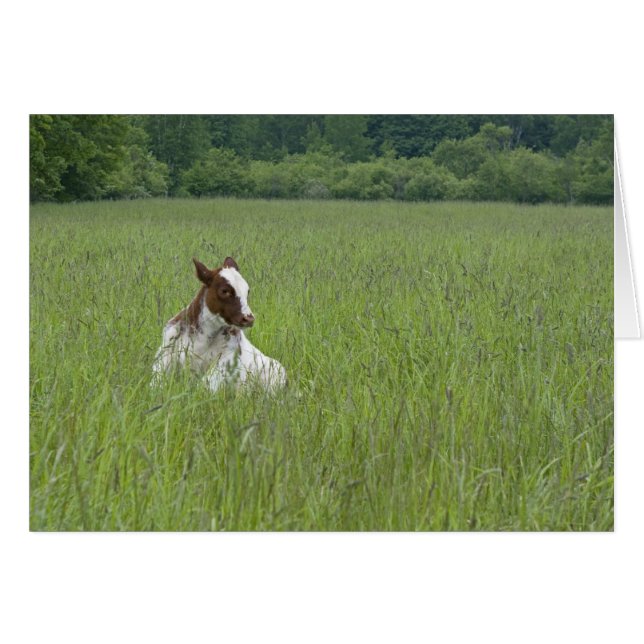 Cartão Vitelo (Frente Horizontal)