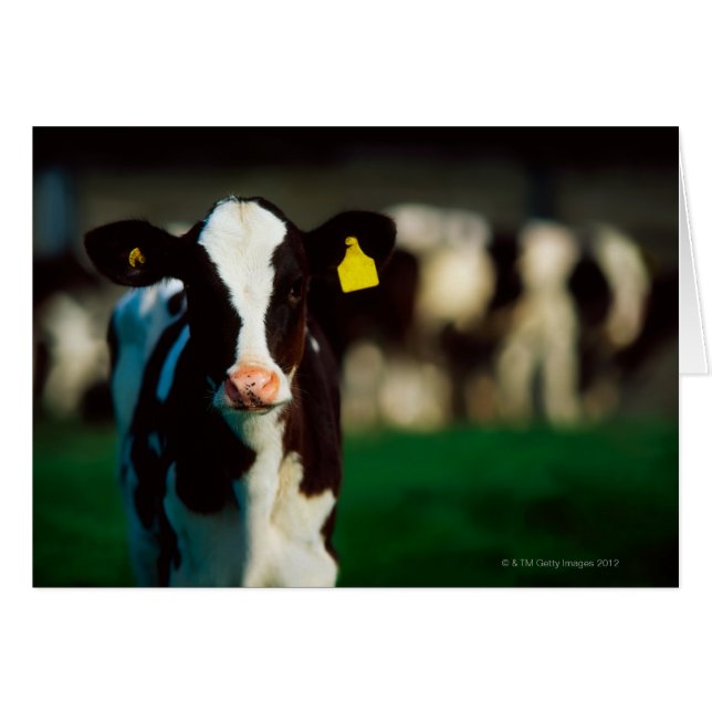 Cartão Vitelo Holstein-Frísia (Frente Horizontal)