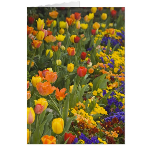 Cartão Vitória e tulipas no jardim de Dumbarton (Frente)