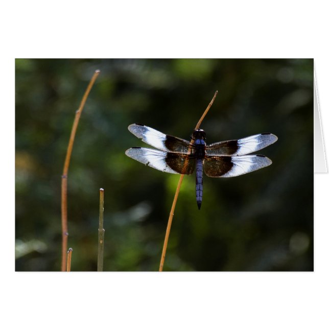 Cartão Viúva Masculina, libélula Skimmer sobre um bastão (Frente Horizontal)
