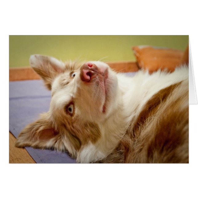 Cartão Viva border collie que relaxa na cama (Frente Horizontal)