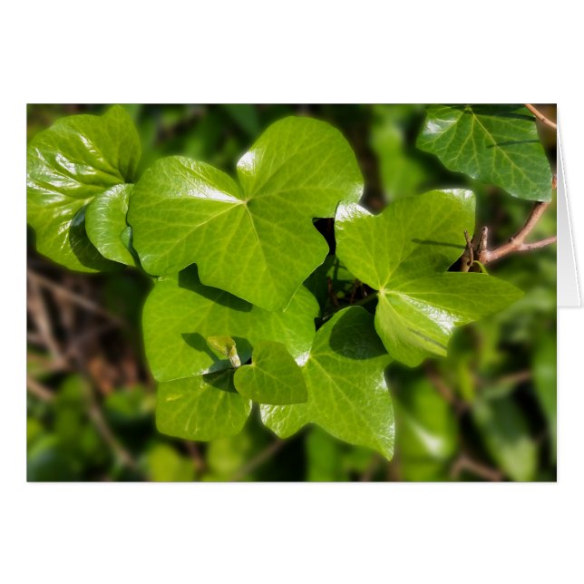 Cartão Viver ao sol (Frente Horizontal)