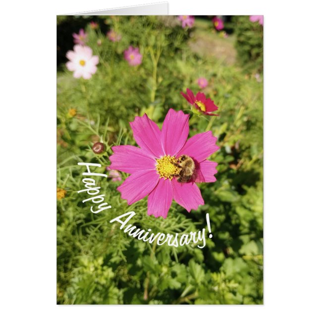 Cartão Vivid Pink Cosmos Flower Anniversary Card (Frente)