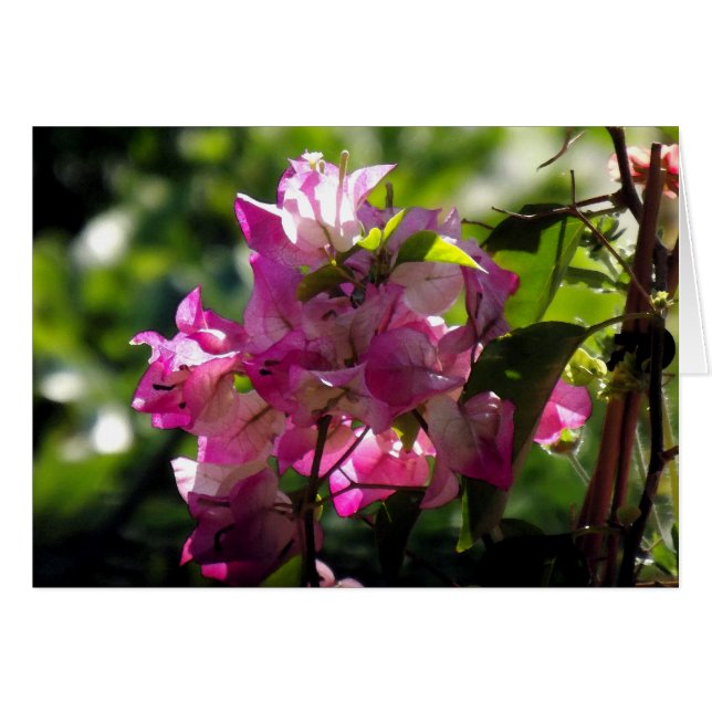 Cartão Vivo 2 (Frente horizontal)