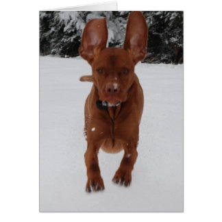 Cartão Vizsla - orelhas grandes