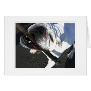 Cartão você está buscando