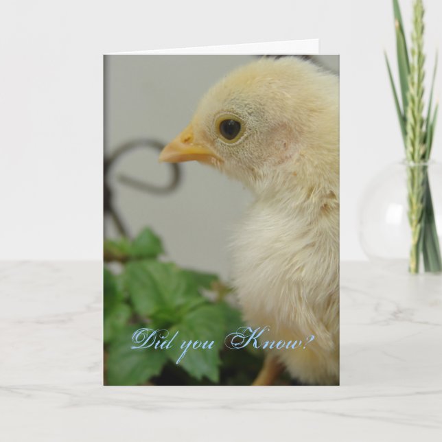 Cartão Você sabia? Um Pintinho quente, aniversário (Frente)