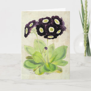 Cartão Voluntariado Botânico Vintage Auricula