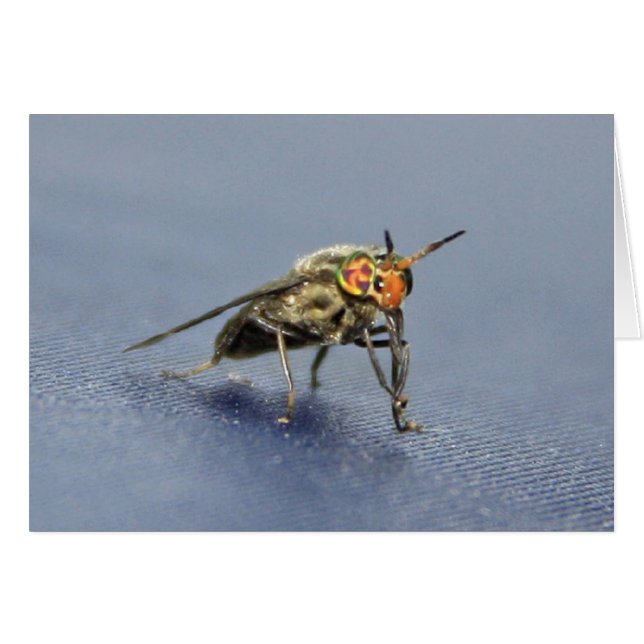 Cartão Voo Colorida (Frente Horizontal)