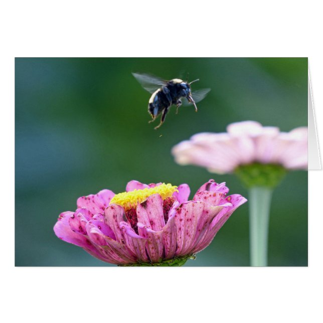 Cartão Voo da Bumblebee (Frente Horizontal)