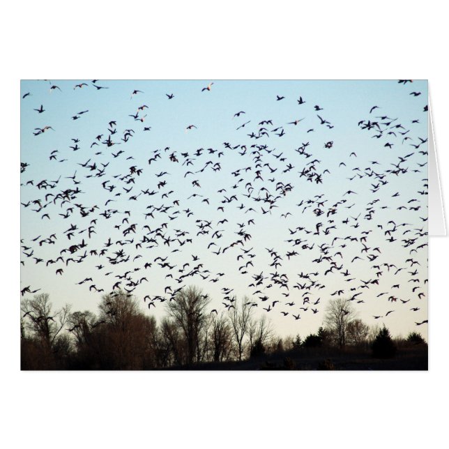 Cartão Vôo dos gansos (Frente Horizontal)