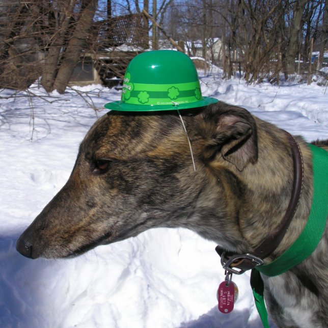 Cartão "Vou Corrida Você!" (Criador carregado)