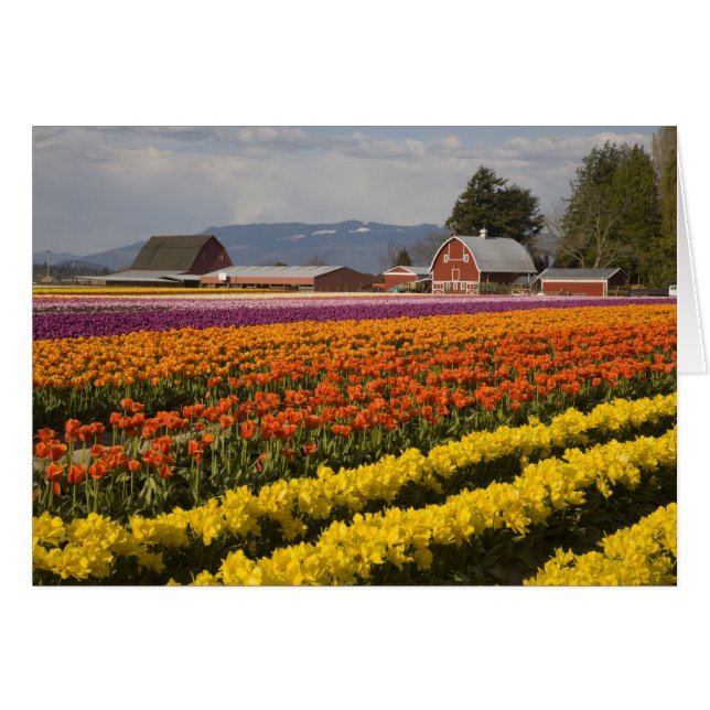 Cartão WA, Skagit Valley, campos Tulip em flor, em (Frente Horizontal)