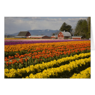 Cartão WA, Vale do Skagit, Campos de tulipas em flor, em