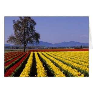 Cartão WA, Vale do Skagit, Tulipa do Vale do Skagit 2