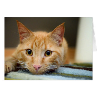 Cartão Waffles o gato da terapia