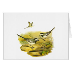 Cartão Wagtail branco