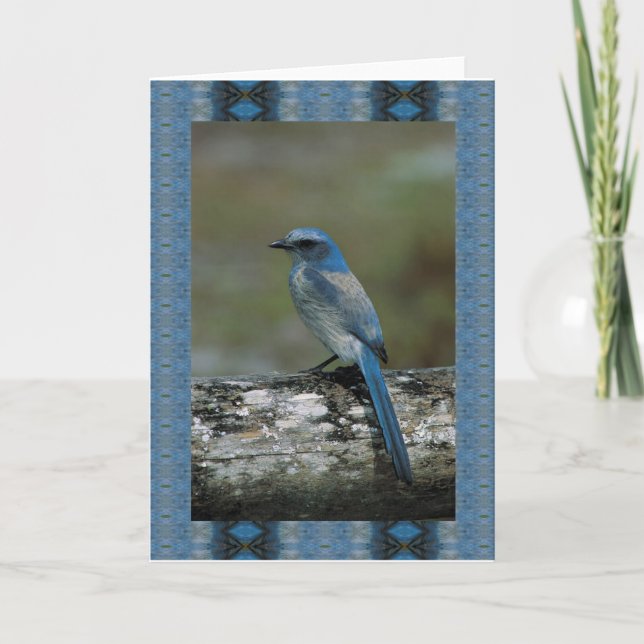 Cartão Walk on the Wild Side - Scrub Jay (Frente)