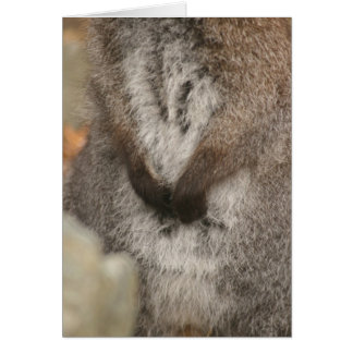 Cartão Wallaby