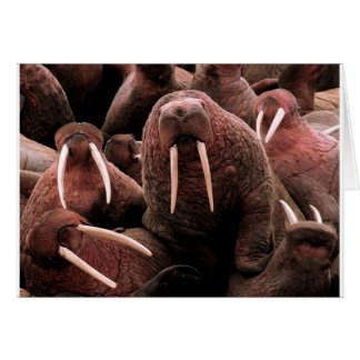 Cartão Walrus