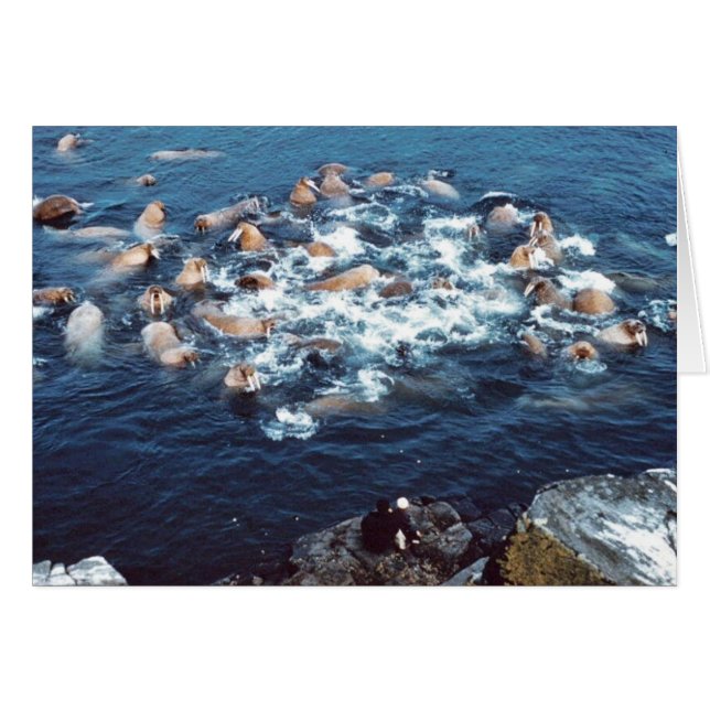 Cartão Walrus (Frente Horizontal)