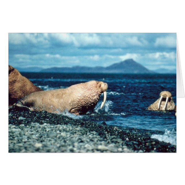 Cartão Walrus (Frente Horizontal)