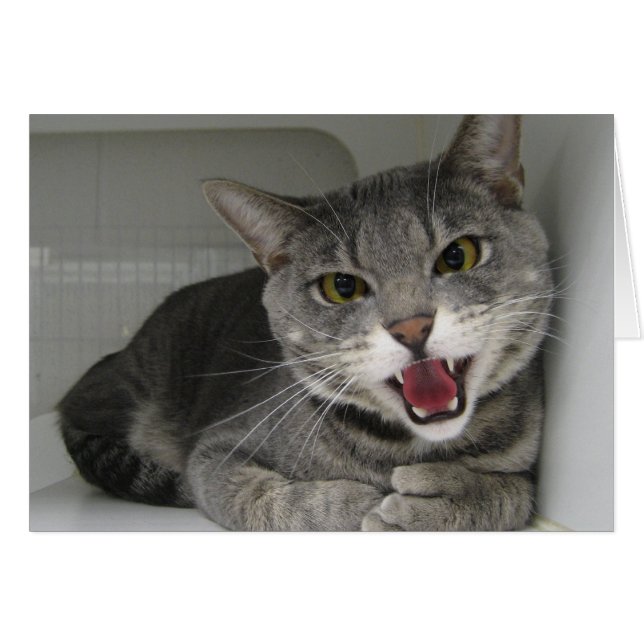 Cartão Walrus (Frente horizontal)