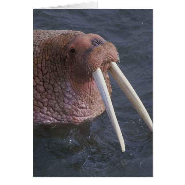 Cartão Walrus (Frente)