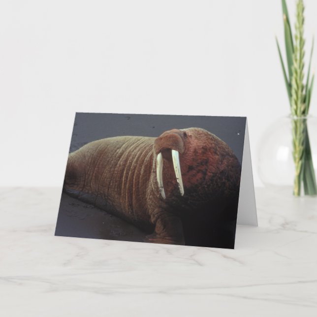 Cartão Walrus Greeting Card (Frente)