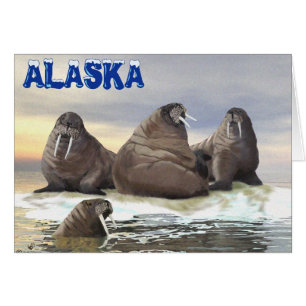 Cartão Walrus - Quatro irmãos