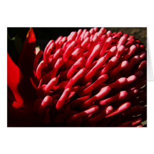 Cartão Waratah Vermelho