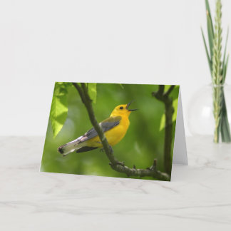 Cartão Warbler
