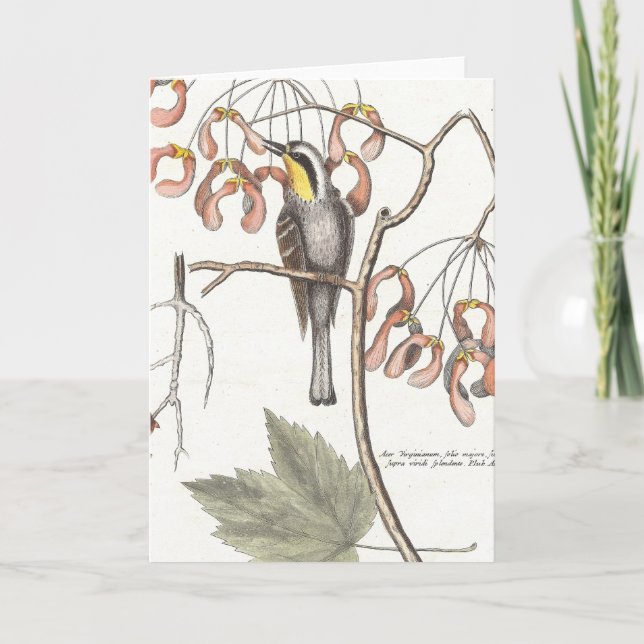 Cartão Warbler Amarelo-Trocado/Seligmann - Catesby (Frente)