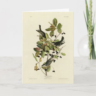 Cartão Warbler negro das aves da América de Audubon