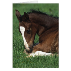 Cartão Warmblood Foding