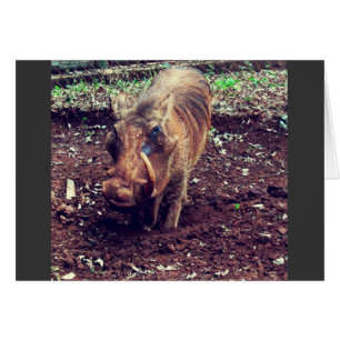 Cartão Warthog no Quênia