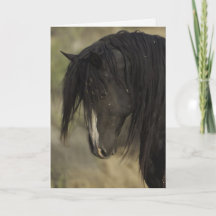 Washakie no Dawn Wild Horse Greeting Card