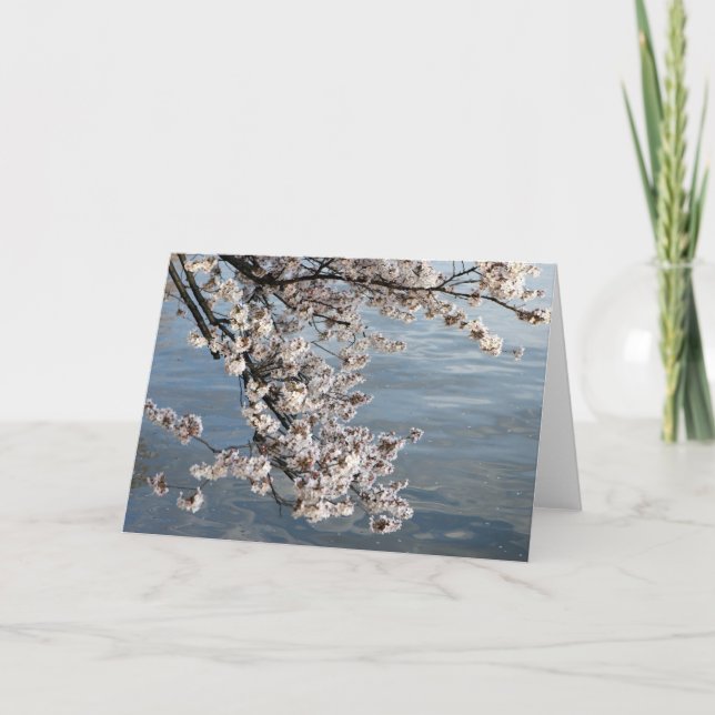 Cartão Washington DC da flor de cerejeira (Frente)