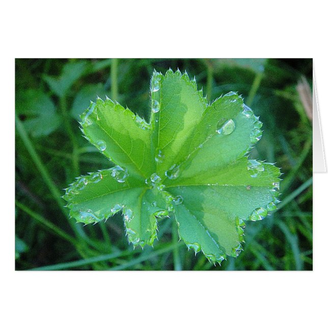 Cartão Wassertropfen em folha de abrigo de mulher (Frente Horizontal)
