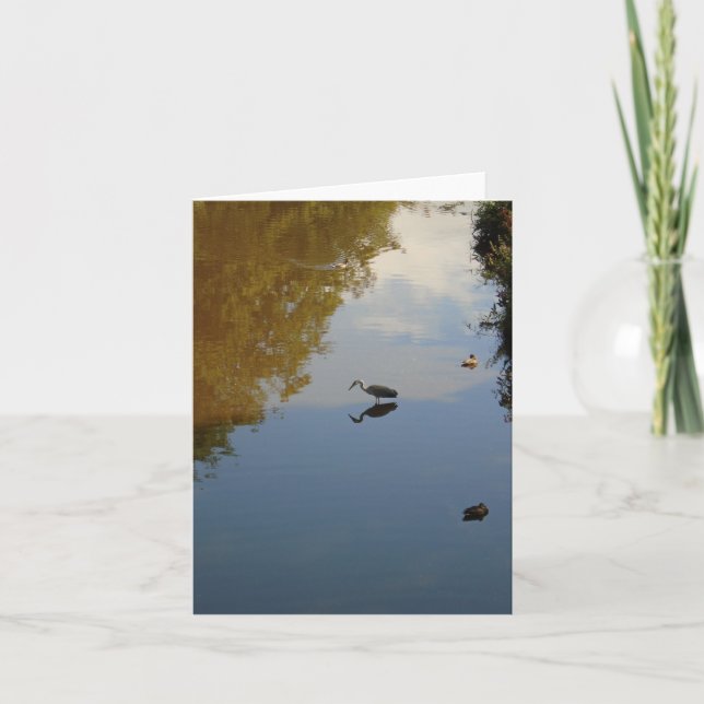 Cartão Water Birds in Pollok Park, Glasgow (Frente)