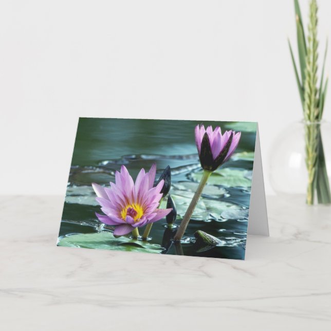 Cartão water lily  card (Frente)